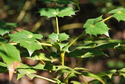 Mahonia bealii - mahónie Bealeova - jarní větévka
